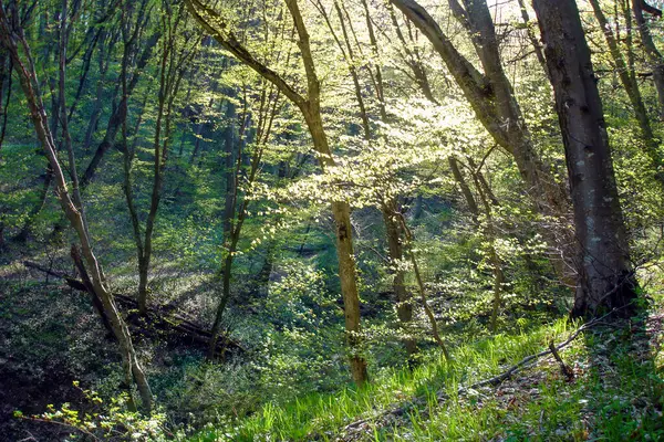 Güneşli Bahar Gününde Yeşil Yaprak Döken Ağaçlarla Dolu Sakin Ormanlık — Stok fotoğraf