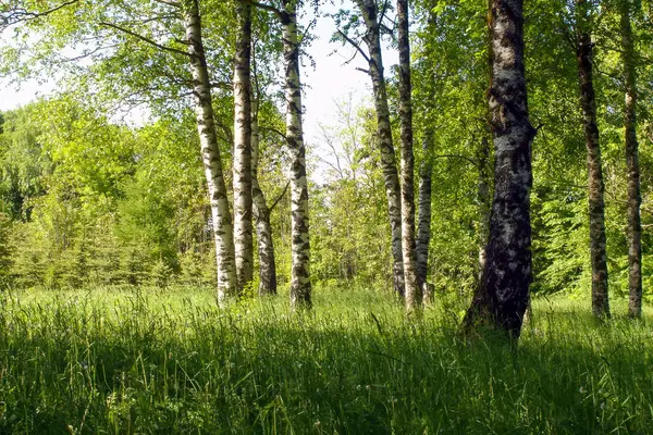 Paisagem Tranquila Floresta Com Árvores Vidoeiro Verde Exuberantes Cênicas Borda — Fotografia de Stock