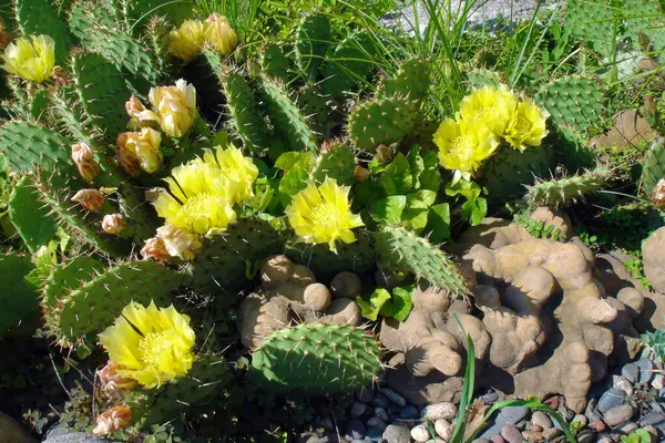 Close Yellow Flowers Lush Blooming Opuntia Prickly Pear Cactus Flowerbed — стоковое фото
