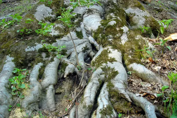 Împușcat Aproape Mușchi Masiv Fantezist Acoperea Rădăcinile Unui Copac Vechi — Fotografie, imagine de stoc