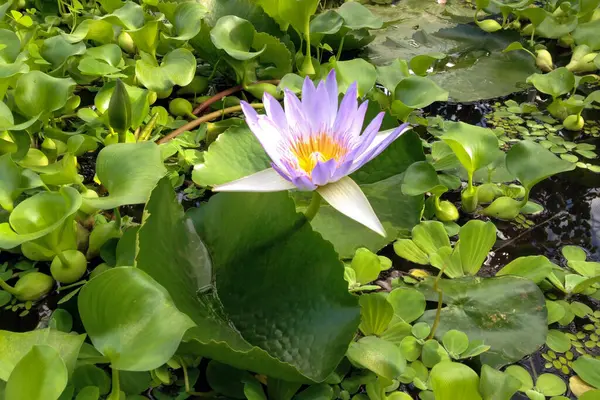 Close Shot Light Violet Water Lily Flower Lush Green Leaves — стоковое фото