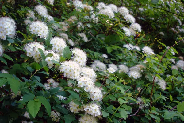 Close Tiro Flores Brancas Entre Folhas Verdes Arbusto Exuberante Floração — Fotografia de Stock
