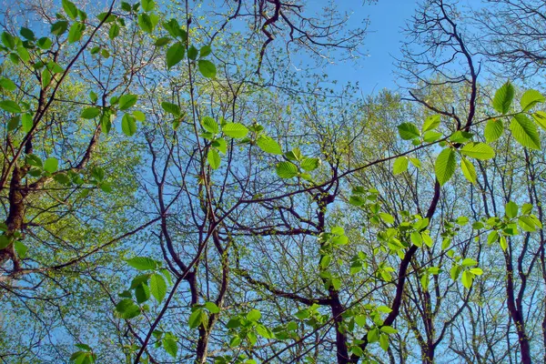 Visão Baixo Ângulo Folhagem Verde Fresca Árvore Ulmeiro Ramos Contra — Fotografia de Stock