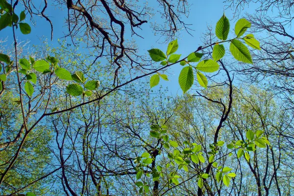 Priviți Frunzele Ramurile Copac Verde Proaspăt Fundalul Cerului Albastru Deschis — Fotografie, imagine de stoc