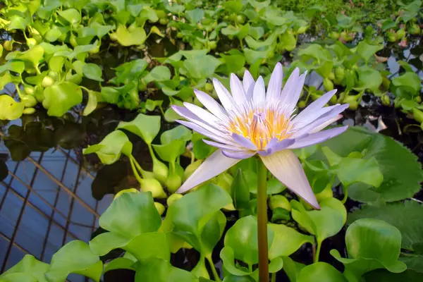 Açık Mor Zambak Çiçeğini Botanik Bahçesindeki Yüzeyindeki Yemyeşil Yaprakların Arasına — Stok fotoğraf
