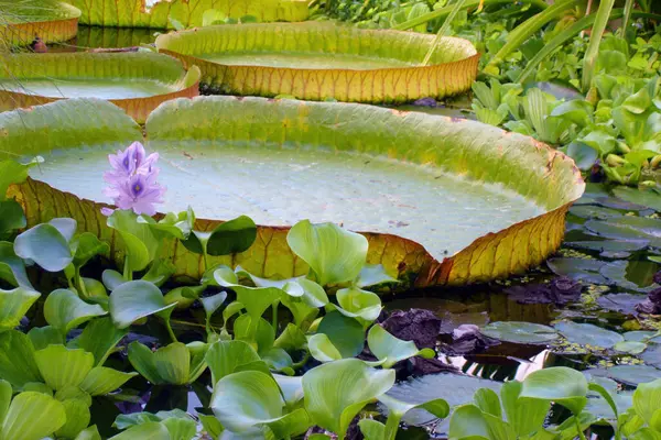 Closeup Large Flat Green Leaves Water Lily Other Exotic Tropical — стоковое фото
