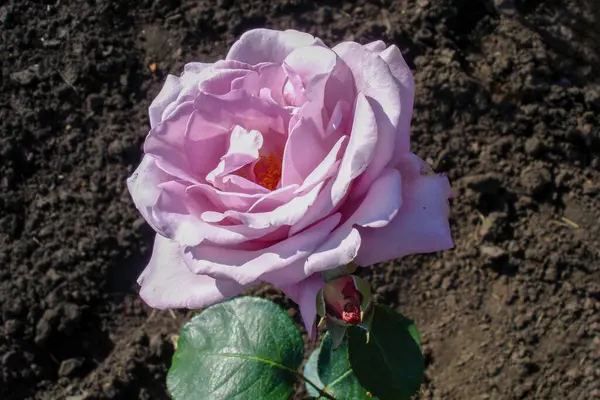 Împușcătură Aproape Singură Floare Roz Trandafir Tufiș Aer Liber Pat — Fotografie, imagine de stoc