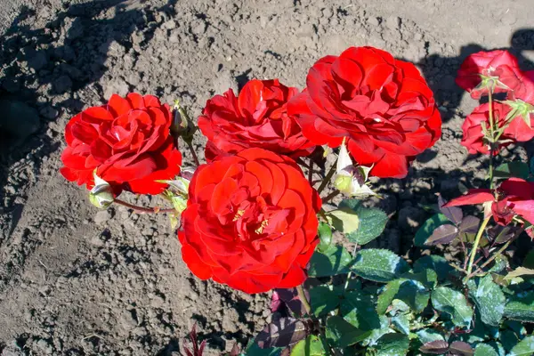 Крупним Планом Знімок Пишних Квітучих Червоних Троянд Бутонів Кущі Відкритому — стокове фото