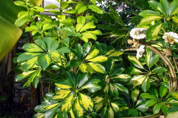 Plantă Ornamentală Schefflera Arboricola Sau Arbore Umbrelă Frunze Colorate Galbene — Fotografie, imagine de stoc