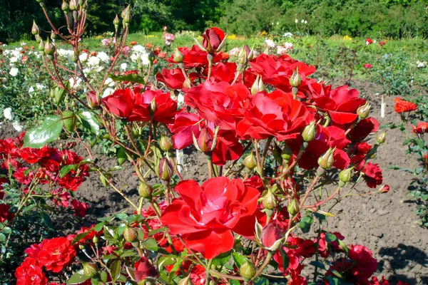 Closeup Tiro Flores Rosa Vermelha Florescendo Exuberante Botões Arbusto Livre — Fotografia de Stock