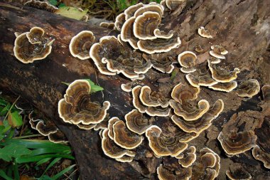 Closeup shot colony of stripy brown tree mushrooms Trametes versicolor or Turkey tail fungus on dead stump in autumn forest. Mycology theme or medicinal mushroom and naturopathy natural background. clipart