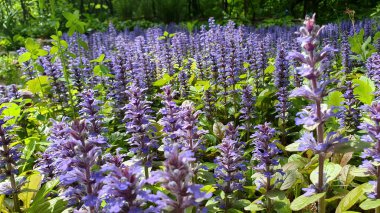 Close-up shot purple flowers of lush blooming Blue bugle or Ajuga reptans ornamental plant blooms all over flowerbed in spring garden at sunny day. With no people springtime season natural background. clipart
