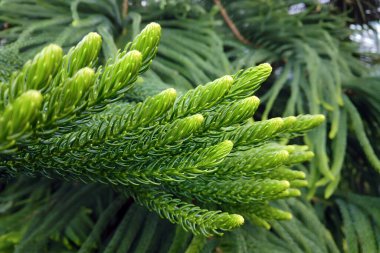 Close-up of evergreen conifer plant Araucaria heterophylla or Norfolk pine with fresh green fir needles in botanical garden. Beautiful springtime leaves natural background, macro shot, shallow focus. clipart