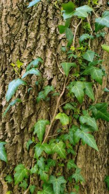 Hedera sarmaşığının yemyeşil yaprakları ya da bahar ormanlarındaki eski ağaç gövdesi kabuğu dokusuna tırmanan yaygın sarmaşık bitkisi. İngiliz sarmaşık dalı dikey doğal arkaplan.