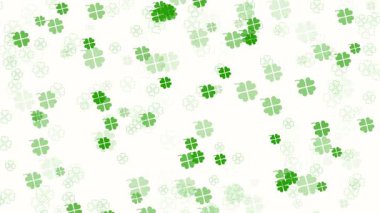 Animasyon yeşil dört yapraklı yonca yaprakları ya da beyaz arka planda uğurlu yoncalar olan soyut şenlik arkaplanı. Aziz Patrick Günü kutlamaları için dekoratif Kelt video animasyonu.