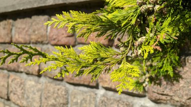 Thuja occidentalis ya da Arborvitae bitkisine ya da taştan arka planda yeşil yapraklı Batı kırmızı sedir ağacına yakın durun. İlkbahar doğal arka plan, makro çekim, sığ odak.