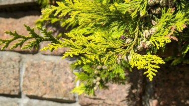 Thuja occidentalis ya da Arborvitae bitkisine ya da taştan arka planda yeşil yaprakları olan Batı kırmızı sedirine yakın çekim. İlkbahar doğal arka plan, makro çekim, sığ odak.