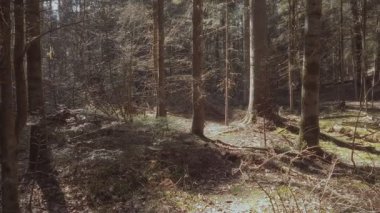 Güneşli bahar günlerinde sık ladin ormanlarında arka planda eski verimli köknar ağaçlarıyla huzurlu ormanlık arazinin panoramik görüntüsü. İnsanların olmadığı doğal bir çevre..