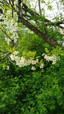 Bereketli çiçek açan erik ağacı veya çiçek açan erik ağacı, bahar günü rüzgarda dallanan beyaz çiçeklerle birlikte yeşil yaprakların arka planında sallanıyor. İlkbahar doğası, dikey çekim.