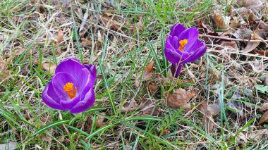 Erken açan ilkbahar çiçeklerinin yakın çekimi - Crocus vernus 'un menekşe çiçekleri veya bahar crokusu veya ilkbaharın başlarında çayır otları arasında açan Safran çiçekleri. Güzel doğal arkaplan, sığ odak.