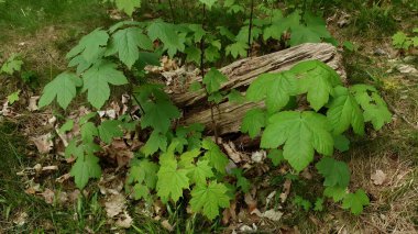 Bahar günü yaprak döken ormanda taze yeşil yapraklı Maple ağacı ve Acer sahte platanus filizleri. Hiçbir insan güzel bahar zamanı doğal arka plan.