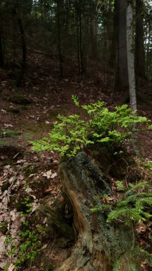 Yakın çekim çiçek açan yabanmersini çalısı - güneşli bir günde bahar ormanlarında taze yeşil yapraklı Aşılanmış mersin ağacı ve küçük çiçek yetişir. İlkbahar doğal arka plan.