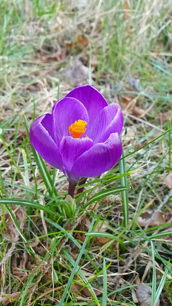 Erken açan ilkbahar çiçeğinin kapanışı - Crocus vernus 'un mor çiçekleri veya bahar crocus' u veya baharda çimlerin arasında açan Saffron çiçekleri. Güzel doğal arkaplan, dikey çekim, sığ odak.