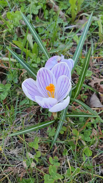 Erken açan ilkbahar çiçeğinin yakın çekimi - Crocus vernus 'un beyaz ve mor çizgili çiçekleri veya bahar crocus' u veya bahar çimenleri arasında açan Safran çiçekleri. Güzel doğal arkaplan, dikey çekim.