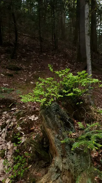 Yakın çekim çiçek açan yabanmersini çalısı - güneşli bir günde bahar ormanlarında taze yeşil yapraklı Aşılanmış mersin ağacı ve küçük çiçek yetişir. İlkbahar doğal arka plan.
