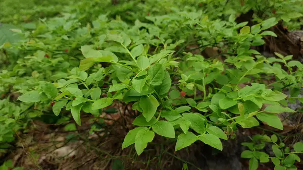 Çiçekli yabani böğürtlen çalıları - Yaygın bilardo ya da yeşil yapraklı ve bahar ormanlarında küçük çiçek yetiştiren Aşı mersinleri. İlkbahar doğal arka plan, sığ odak.