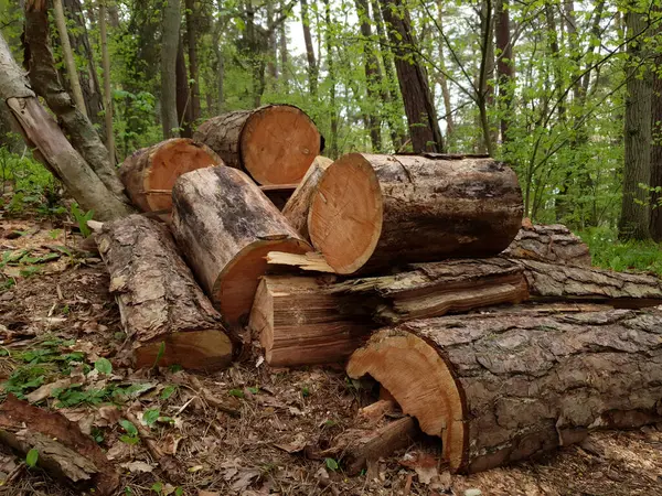Odun yığınını kapatın. Testereli çam ağacının gövdesinden kereste için kütük ya da bahar günü ormanda yakacak odun toplayın. İnsanların olmadığı ilkbahar ormanlık arazisi.