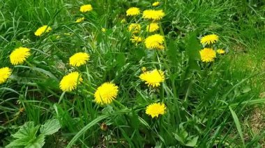 Bereketli karahindiba çiçekleri ya da sarı çiçekli Taraxacum, güneşli bahar gününde şehrin çimlerinde taze yeşil çimenler arasında büyür. Güzel ilkbahar doğal arka plan, yumuşak odak.