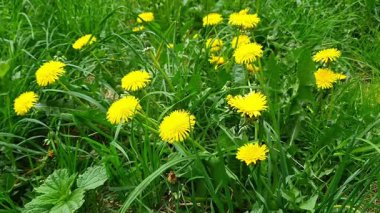 Bereketli çiçek açan karahindiba çiçekleri ya da sarı çiçekli Taraxacum, güneşli bahar gününde şehrin çimlerinde taze yeşil çimenler arasında büyür. Güzel ilkbahar doğal arka plan, sığ odak.