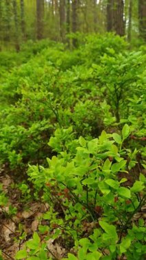 Yakından filizlenen yabanmersini çalıları - bahar ormanlarında rüzgarda sallanan taze yeşil yapraklar ve küçük çiçeklerle yaygın bilberry ya da Aşı mersinleri. İlkbahar doğal arkaplan, dikey çekim.