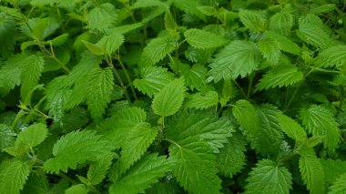 Isırgan otu ya da Urtica dioica tıbbi bitkisinin yağmurlu bir günde bahar bahçesinde yağan yağmurdan sonra ıslak taze yeşil yapraklı çalılığı. Genç yemyeşil yapraklardan gelen bahar mevsimi doğal arka planı.
