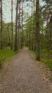 Baharın ilk günlerinde taze yeşil yaprakları olan eski çam ağaçları ve yaprak döken fidanların arasındaki boş patikadan uyanan ilkbahar ormanlarında yürüyorum. Orman manzarası, dikey çekim yok..