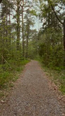 Bahar mevsiminin ilk günlerinde yemyeşil çimen ormanlarında, eski çam ağaçları ve yaprak döken fidanların arasındaki boş patikada yürüyorum. Ormanlık alan yok, dikey çekim yok..