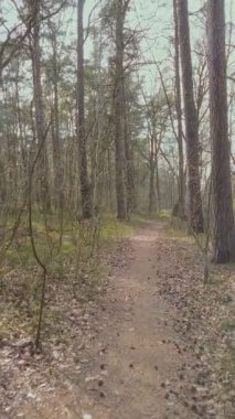 Bahar zamanı karışık ormanlarda yürüyorum. Eski çam ağaçları, yapraksız yaprak döken ağaçlar ve güneşli baharın ilk günlerinde yeşil yaban mersini çalıları arasında. Orman manzarası, dikey çekim yok..