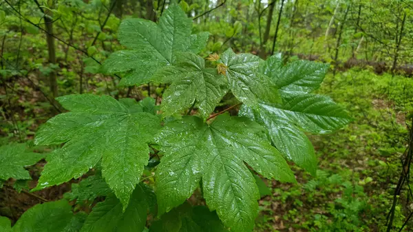 Çınar akçaağaç ya da Acer psödoplatanus ağacının yağmurdan sonra ıslak taze yeşil yapraklarla filizlenmesine ve yağmurlu bir günde bahar ormanlarında su damlalarıyla kaplanmasına yakın. İlkbahar yaprakları doğal arkaplan.