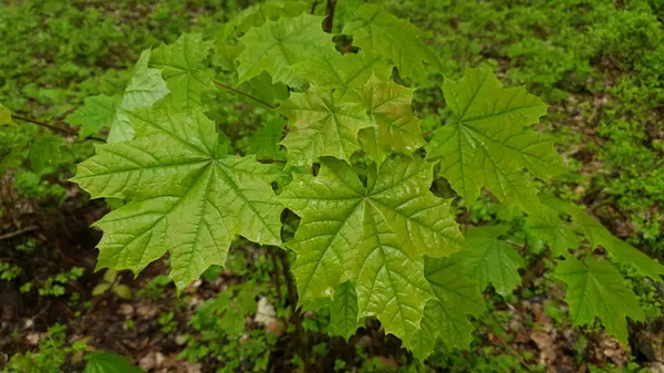 Yeşil akçaağaç yapraklarının yağmurdan sonra ıslak ve yağmurlu bahar gününde su damlalarıyla kaplı olduğu yakın plan. Güzel bahar yaprakları doğal arka plan, sığ odak.