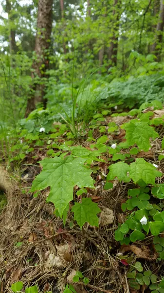 Akçaağaç fidanının hemen yanında yağmurdan sonra ıslak taze yeşil yapraklar ve yağmurlu bir günde bahar ormanlarında su damlaları yetişir. Güzel bahar yaprakları doğal arka plan, dikey çekim.