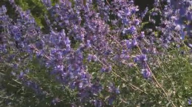 Bereketli nepeta faassenii 'nin ya da nanenin ya da çiçek açmış kedi nanesi süs bitkisinin yaklaşması. Rüzgarlı bir yaz gününde mor çiçekler sallanıyor. Yaz zamanı çiçek açan doğal arka plan.