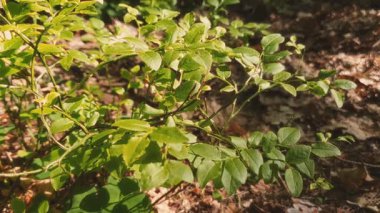 Güneşli yaz gününde orman zemininde taze yeşil yapraklar yetişen yaygın yaban mersini ya da yabanmersini çalılarının aşırı yakın çekimi. Yaz zamanı vahşi doğa arka planı, sığ odak.