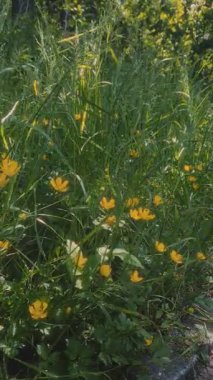 Yakın plan sarı düğün çiçeği ya da kır çiçekleri güneşli yaz gününde rüzgarda savrulan yeşil otların arasında. Yaz mevsimi çiçekli bitki doğal arka plan, dikey çekim.