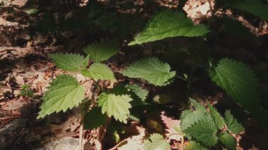 Isırgan otu ya da Urtica dioica tıbbi bitkisine güneş altında güneşli bir günde taze yeşil yapraklarla yaklaşmak. Canlı yemyeşil yapraklardan gelen bahar mevsimi doğal arkaplanı.