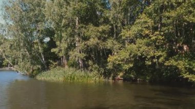 Yaz manzarası - göl yüzeyinde küçük dalgalar olan şehir göleti, huş ağacı koruluğu ve rüzgarlı bir yaz gününde rüzgarda sallanan sazlıklar. Hiçbir insan doğal ortam yaratmaz..
