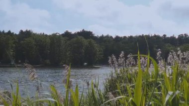 Göl yüzeyindeki küçük dalgalarla şehir göletindeki toprak setinden görülebilir. Güneşli yaz gününde, önplanda rüzgarda sallanan sazlıklar ve karşı kıyıda yoğun ormanlar. Yaz zamanı manzara tatil köyü.