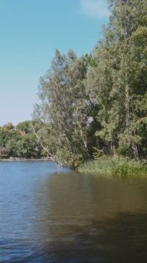 Yaz manzarası - göl yüzeyinde küçük dalgalar, huş ağaçları ve rüzgarlı yaz gününde rüzgarda sallanan sazlık çalıları ile şehir göleti. Hiçbir insan doğal ortam, dikey çekim yapmaz..