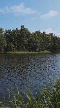 Deniz kıyısından göl yüzeyinde dalgalar, ön planda rüzgarda dalgalanan kamış çalılığı ve rüzgarlı yaz gününde karşı kıyıda yoğun orman manzarası. Yaz manzarası, dikey çekim.