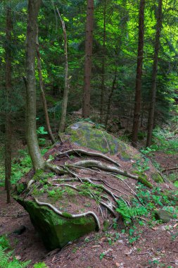 Çek cennetinde güzel kumtaşı kayaları, açık yeşil doğa, Mala Skala, Little Rock, Çek Cumhuriyeti